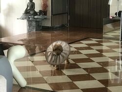 Dalvey Court (D10), Apartment #504318891